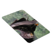Magnet Flexible Aigle Tawny (Côté Droit)