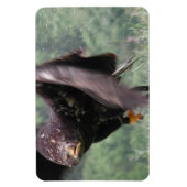 Magnet Flexible Aigle Tawny (Vertical)