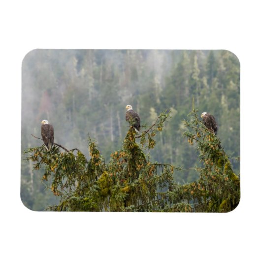 Magnet Flexible Aigles chauds | Tongass National Forest Alaska (Horizontal)