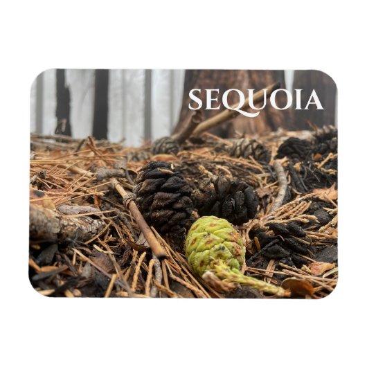 Magnet Flexible Aiguilles et cônes, Plancher forestier, Sequoia NP (Horizontal)