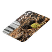 Magnet Flexible Aiguilles et cônes, Plancher forestier, Sequoia NP (Côté Gauche)