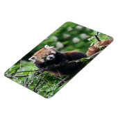 Magnet Flexible Ailurus fulgens (Côté Gauche)
