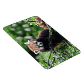 Magnet Flexible Ailurus fulgens (Côté Droit)