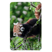 Magnet Flexible Ailurus fulgens (Vertical)