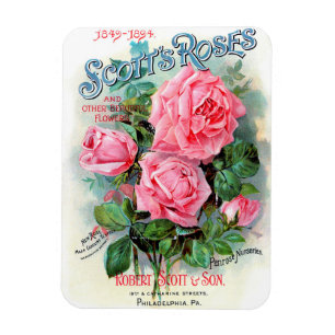 Magnet Flexible Aimant 1894 des roses de Scott