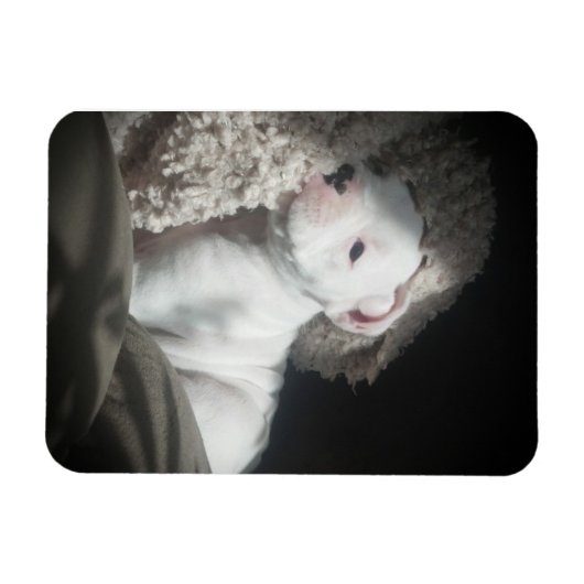 Magnet Flexible aimant à chiot (Horizontal)