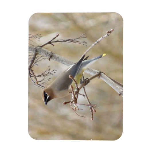 Magnet Flexible Aimant à cire de cèdre (Vertical)