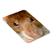 Magnet Flexible Aimant à face de rat (Côté Droit)