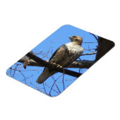 Magnet Flexible Aimant à faucon à queue rousse juvénile (Côté Gauche)