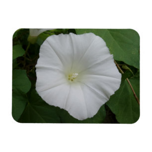 Magnet Flexible Aimant à fleurs blanches 3 po x 4 po