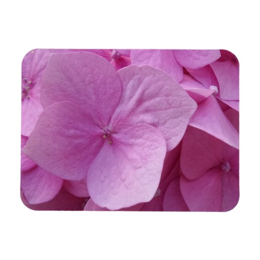 Magnet Flexible Aimant à fleurs d'Hydrangea rose 3 pouces x 4 pouc (Horizontal)
