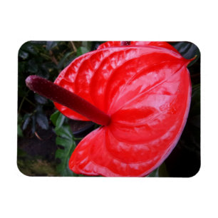 Magnet Flexible Aimant à fleurs rouges 3 po x 4 po