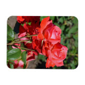 Magnet Flexible Aimant à imprimer des roses roses (Horizontal)