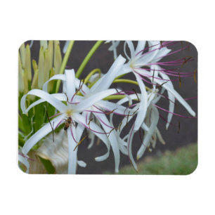 Magnet Flexible Aimant à parfum floral