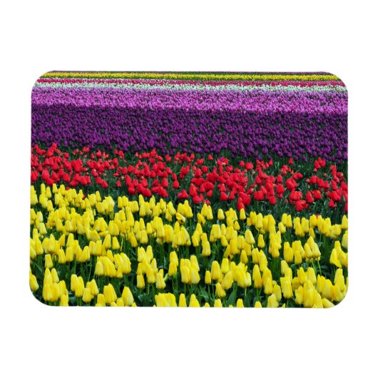Magnet Flexible Aimant à ressort coloré pour tulipes (Horizontal)