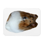 Magnet Flexible Aimant à tête de collie blanche et de sable (Horizontal)