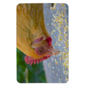Magnet Flexible Aimant au poulet (Vertical)