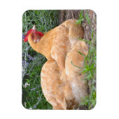 Magnet Flexible Aimant au poulet (Vertical)