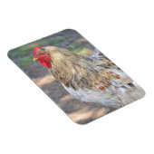 Magnet Flexible Aimant au poulet (Côté Droit)