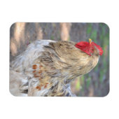 Magnet Flexible Aimant au poulet (Horizontal)