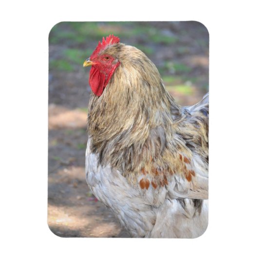 Magnet Flexible Aimant au poulet (Vertical)