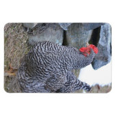 Magnet Flexible Aimant au poulet (Horizontal)