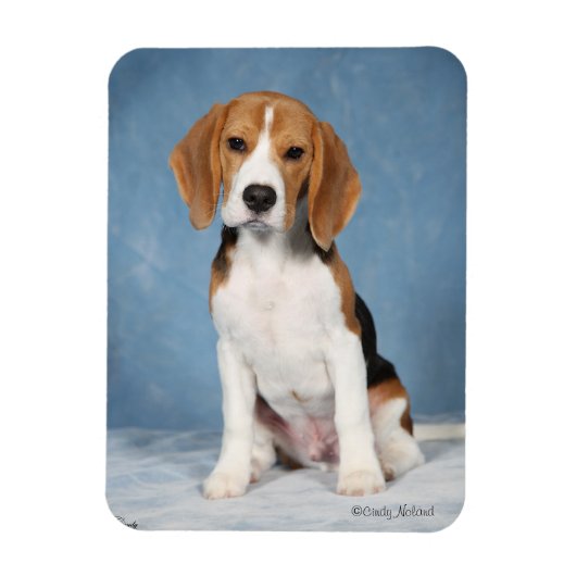 Magnet Flexible Aimant beagle Puppy (Vertical)