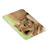 Magnet Flexible Aimant bébé tigre (Côté Droit)