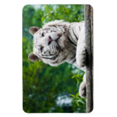 Magnet Flexible Aimant blanc Tigre (Vertical)