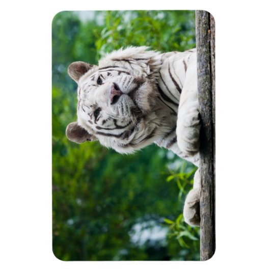 Magnet Flexible Aimant blanc Tigre (Vertical)