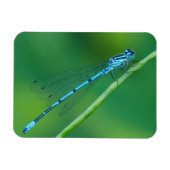 Magnet Flexible Aimant bleu commun (Horizontal)