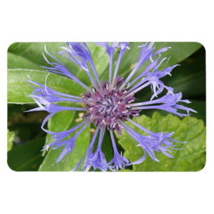 Magnet Flexible Aimant bleu Cornflower Premium