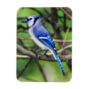 Magnet Flexible Aimant bleu Jay