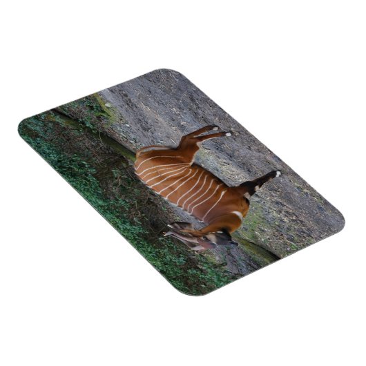 Magnet Flexible Aimant Bongo (Antelope) (Côté Droit)