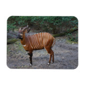Magnet Flexible Aimant Bongo (Antelope) (Horizontal)