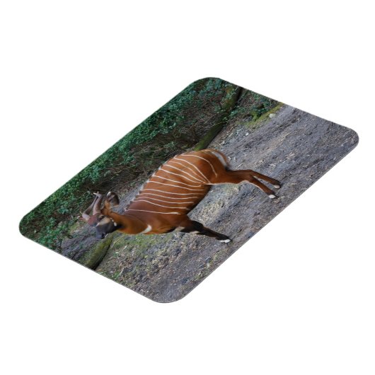 Magnet Flexible Aimant Bongo (Antelope) (Côté Gauche)
