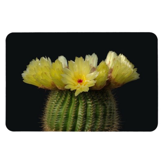 Magnet Flexible Aimant Cactus (Horizontal)