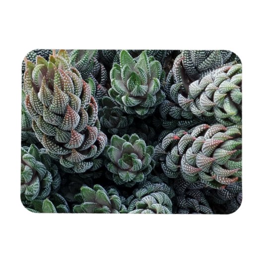 Magnet Flexible Aimant Cactus 3 pouces x 4 pouces (Horizontal)