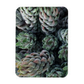 Magnet Flexible Aimant Cactus 3 pouces x 4 pouces (Vertical)