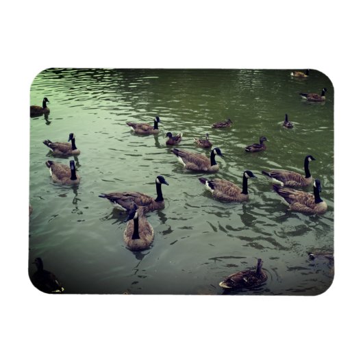 Magnet Flexible Aimant canadien d'oies et de canards colverts (Horizontal)