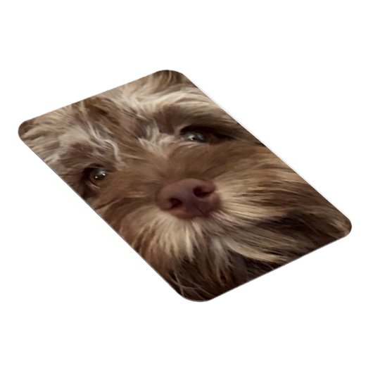 Magnet Flexible aimant "COCKAPOO" (Côté Droit)