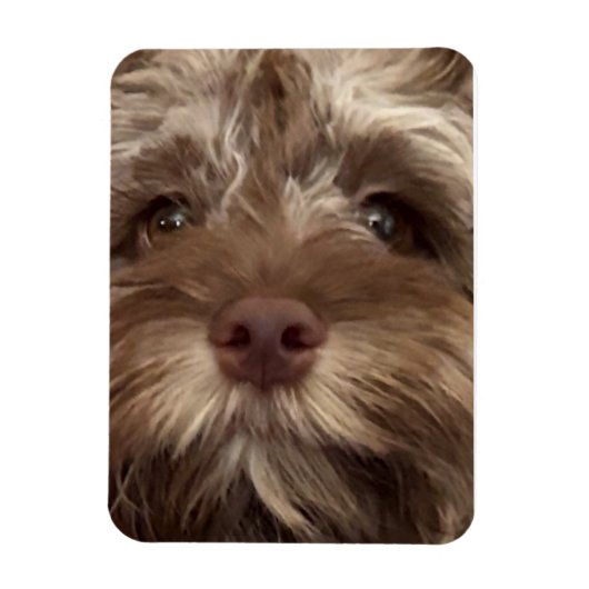 Magnet Flexible aimant "COCKAPOO" (Vertical)