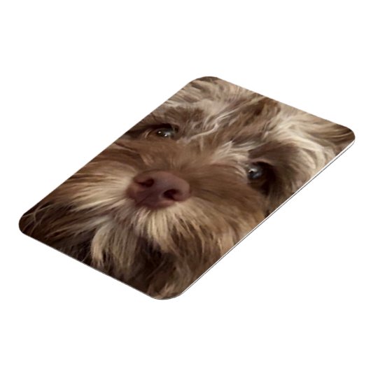 Magnet Flexible aimant "COCKAPOO" (Côté Gauche)