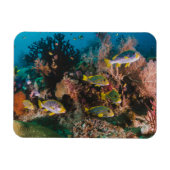 Magnet Flexible Aimant Coral Reef (Horizontal)