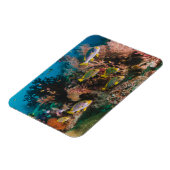 Magnet Flexible Aimant Coral Reef (Côté Gauche)