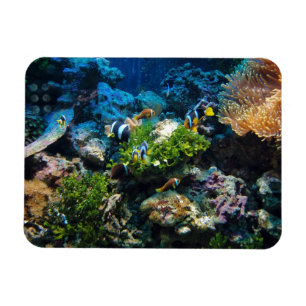 Magnet Flexible Aimant Coral Reef