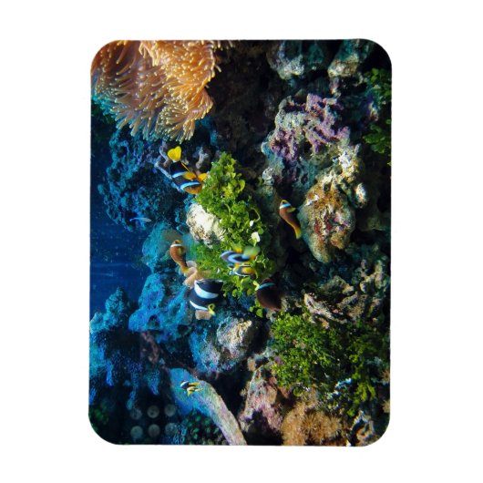 Magnet Flexible Aimant Coral Reef (Vertical)