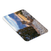 Magnet Flexible Aimant Couguar (Côté Droit)