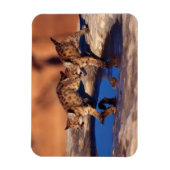 Magnet Flexible Aimant Cubes de cougar (Vertical)