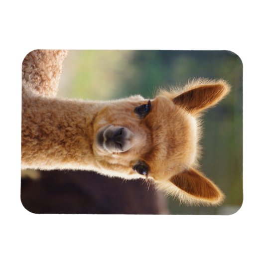 Magnet Flexible Aimant Cute Alpaca (Horizontal)